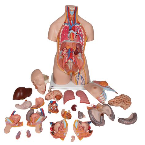 Understand the human torso with full + half sized models of the muscles, body structures + organs. Deluxe Dual Sex Human Torso Model, 24 part | Delta Educational