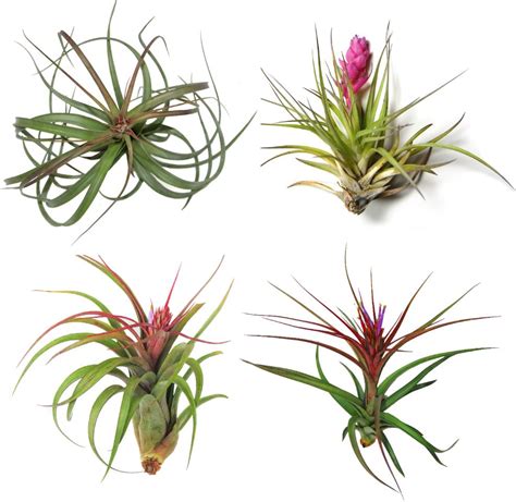 Tillandsia ionantha, also known as the sky plant, is a bromeliad plant. Different Types of Air Plants and How To Identify Them