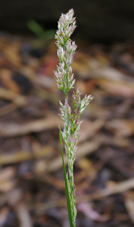 The genus is widespread across many countries.78. Deschampsia cespitosa Calflora