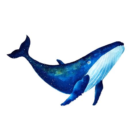 Baleen whale blue whale, whale, blue, marine mammal png. #watercolour #whale I like Whale! a gift for my dear ...
