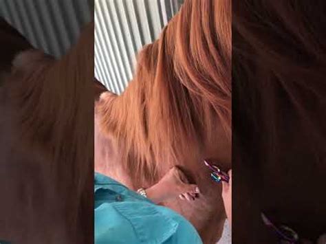 While not all hair types are suitable for thinning scissors, there's no. How To Thin The Mane With Thinning Scissors - YouTube