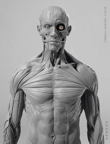 Here you may find all relevant muscle groups for the anatomy of the torso. AnatomyTools