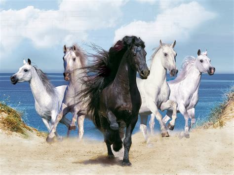 Importance of horse in vastu shastra the knowledge and analysis of vastu isn t just about planning architecture. HD wallpapers desktop horse free - beautiful desktop ...