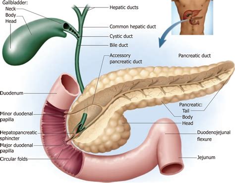 Evans anatomy and physiology general considerations in biliary tree pathophysiology benign biliary. Difficult biliary cannulation: Historical perspective ...