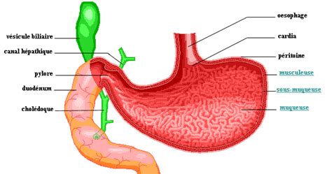 Trop d'acidité dans l'estomac favorise le développement d'une bactérie qui ronge les muqueuses, c'est l'helicobacter pylori. estomac