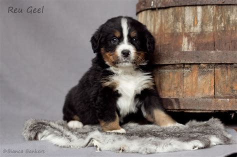 We would like to show you a description here but the site won't allow us. Berner Sennen kennel - Van 't Elisahof