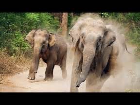 827 views6 days ago munnar tea estate. Wild elephants (komban's family) @ munnar PV - YouTube