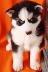 Adopt a husky near you in fremont, california. Affectionate Chihuahua Puppies for Adoption (12-Weeks ...
