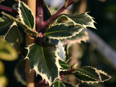 An evergreen shrub with spiny glossy, wavy margined, dark green leaves. FEMALE Ilex x aquifolium (H 4-12m, W 4m) 'Handsworth New ...