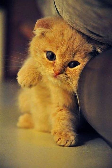 Confused kitty is a cute kitty. 30 Most Adorable and Cutest Cat Photos Collection - Vote ...