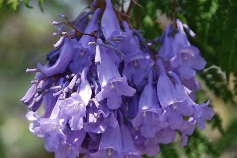 The jacaranda is sometimes also referred to as the brazilian rosewood, or blue jacaranda. Brazilian Rose Wood Jacaranda Mimosifolia - 15 Seeds