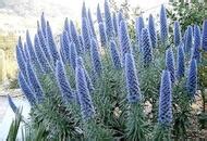 Gelsomino per muri e recinzioni, pergola, balconi, terrazze e patio (sempreverde) hai bisogno di 3 piante per metro per una buona siepe densa colore del fiore: Fiori viola a forma di pannocchie La fioritura dell'Echium fastuosum - Corriere del Mezzogiorno