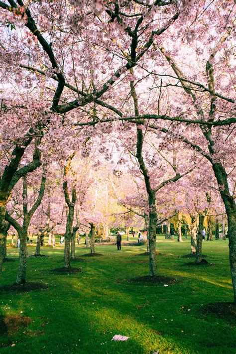 Dikenal untuk pohon sakura yang bermekaran lebat di sekitar pelabuhan selatan kota jinhae, jinhae gunhangje festival merayakan kedatangan bunga sakura setiap pertengahan maret hingga awal april setiap tahunnya. 13+ Foto Pemandangan Bunga Sakura Di Korea - Rudi Gambar