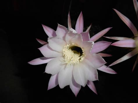 Not all the saguaro cactus flowers bloom at the same time; 무료 이미지 : 꽃잎, 식물학, 담홍색, 플로라, 닫다, 밤에, 드문, 카리오 필라 스, 매크로 사진 ...