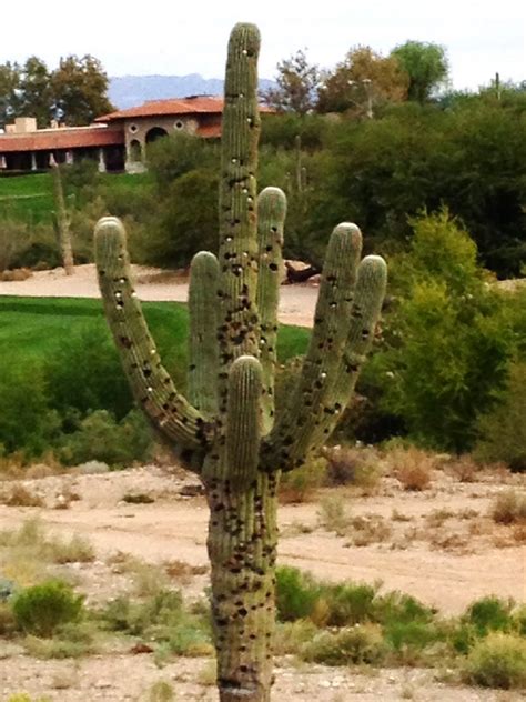 Most cacti grow slowly and need to transplant them much less frequently than other plants. OVER THE TOP GOLF: SHORTER IS BETTER - CUT DOWN THAT ...