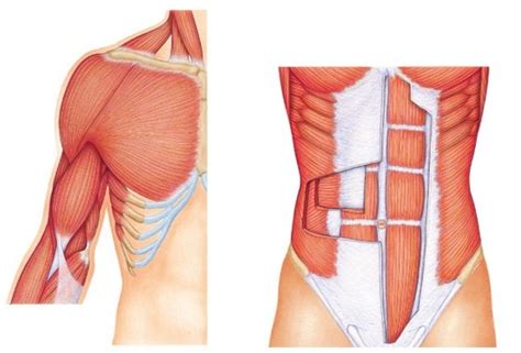 There really aren't any secrets or magic potions in building a big, thick, muscular chest. Chest And Arm Muscles Diagram : Body Chest Stock ...