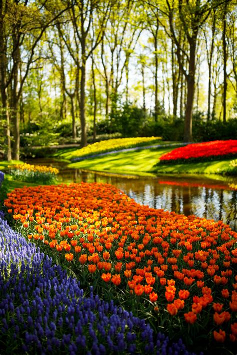Dream Big: Invest in a Colorful Spring Garden - Longfield Gardens