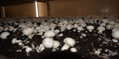 Small white mushrooms growing from a tree should be left behind, but the following 2 have key characteristics which make them easy to identify. How to Grow Portobello Mushrooms | Helpful Garden