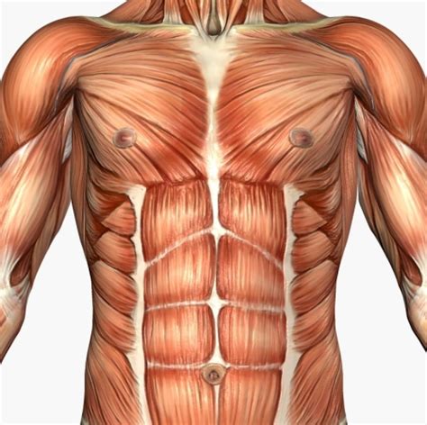 Human body, the physical substance of the human organism. Torso Muscle Anatomy Reference / Muscles Of The Neck And ...