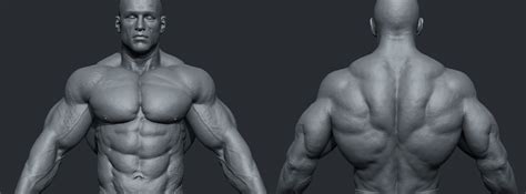 The deep back muscles lie immediately adjacent to the vertebral column and ribs. Male Body Builder - ZBrushCentral