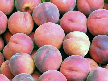 A pale complexion with rosy cheeks | meaning, pronunciation, translations and examples. Food related medical terms: Peaches and cream complexion