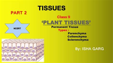 Get tissues class 9 notes which is chapter 6 of ncert book. TISSUES | PART 2 | LESSON 6 | CLASS 9 | NCERT - YouTube