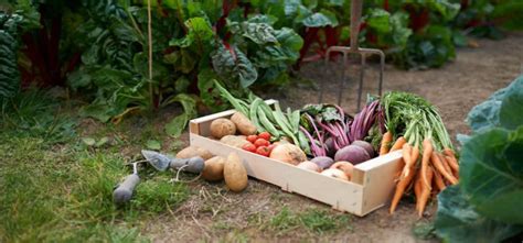 That means that we will avoid pesticides and other harmful chemicals that big industries can use. Allotment Gardening - the benefits of growing your own ...