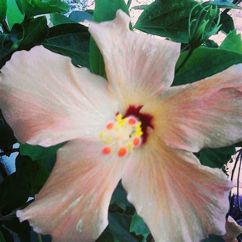 We did not find results for: Hibiscus Plant Near Me : tree nursery near me 2020 buy ...