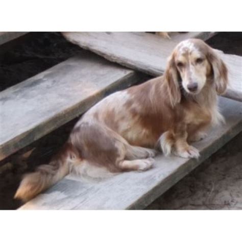 There are often many great dachshunds for adoption at local animal shelters or rescues. Cynthia's Akc Toy & Miniature Dachshunds, Dachshund ...