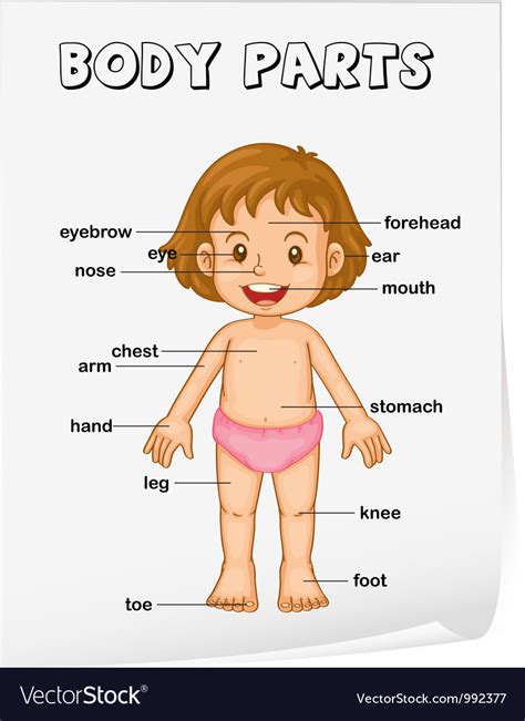 This is an online quiz called body regions labeling. Body Parts Poster Royalty Free Vector Image - VectorStock