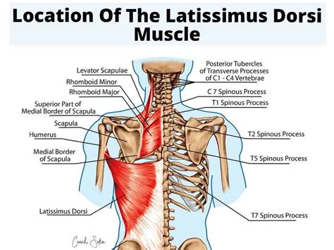 Start studying muscle names and locations. How To Properly Foam Roll For Lower Back Pain Relief ...