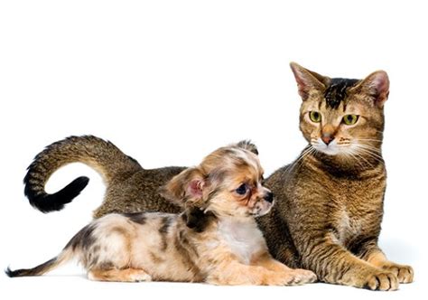 It is possible for some cats to live once an intestinal parasitic infection is diagnosed, treatment can be prescribed. Intestinal Parasites in Cats and Dogs | Texas Pet Health ...