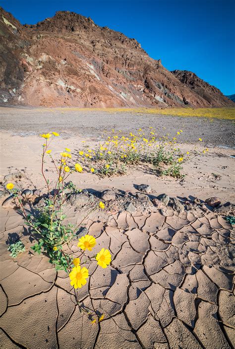 Fields of flowers are blooming in death valley national park, and park ranger alan van valkenburg says they are the first signs of a rare 'super bloom.' death valley's usually barren landscape is springing to life in a rare display of green stalks, purple blossoms and field after field of yellow flowers. Super Bloom at Death Valley National Park - Travel Caffeine