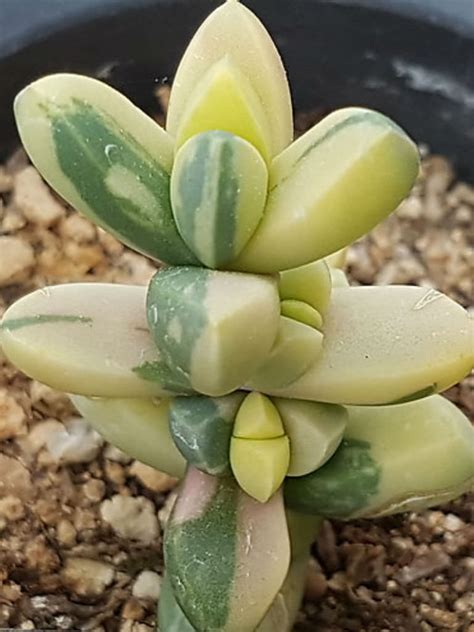 Tried fungicide and sterilizing the soil and conclusion is that the seeds i am i do that with all my cactus seeds before planting. Corpuscularia lehmannii f. variegata (Ice Plant) | World ...