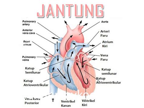 Lapisan luar disebut lamina panistalis dan lapisan dalam yang menempel pada dinding jantung disebut lamina visceral. Kumpulan Gambar Organ Jantung Pada Manusia