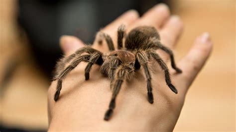 A aranha caranguejeira, também conhecida como tarântula, é uma das espécies de aranhas de grande porte que faz parte do filo dos artrópodes. Aranha Caranguejeira (fonte: https://www.estudopratico.com ...