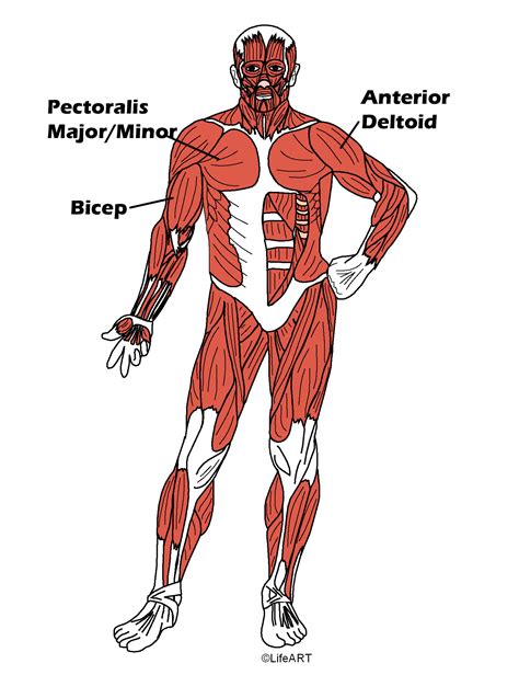 The beauty of this muscle is that its name explains its origin, insertion the muscle inserts onto the anterior lateral surface of the body of the radius. Carone Fitness Exercise Library