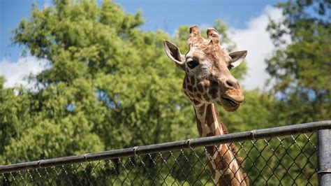 Keuze uit verschillende dierentuinen in belgië en nederland. Duitse dierentuin maakt noodplan: 'Misschien dieren aan ...