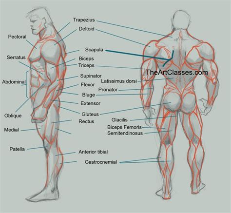 The muscles of the back﻿ are a group of strong, paired muscles that lie on the posterior aspect of the trunk. How to draw man muscles body anatomy | Muscle anatomy ...