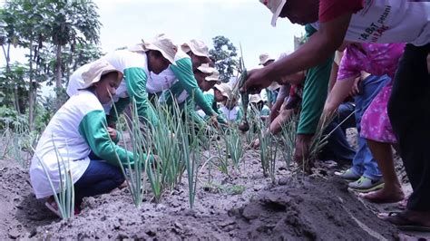 Ibu bawang daun ( putu ratih ) 4. Bertanam Bawang Merah Biji - YouTube