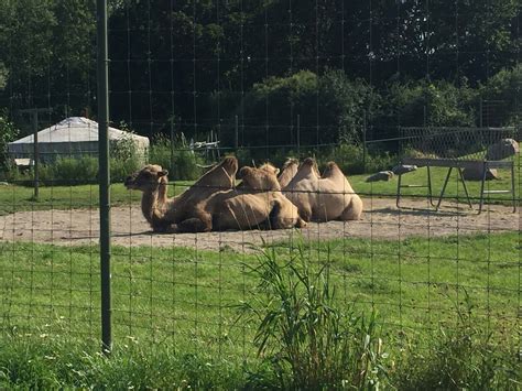 The zoo was founded in 1868, making it the fourth oldest zoo in north america. Camelus bactrianus - The ZT2 Round Table