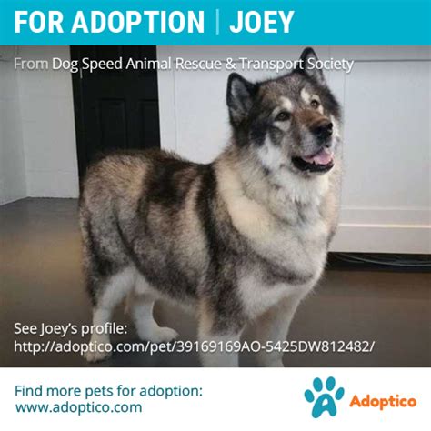 Search for rescue dogs for adoption. http://adoptico.com/dog-adoption/male-husky/arthur-ontario ...