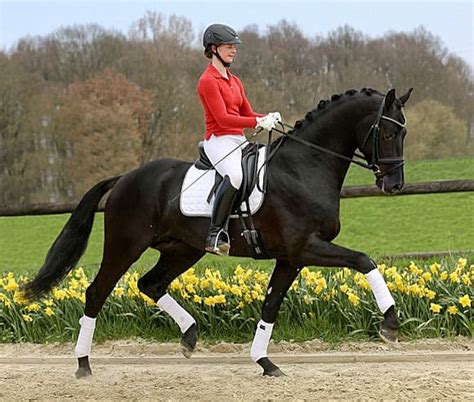 3jarige hengst met zeer sterk achterbeen. BREEDING STALLION VAN VIVALDI BOUGHT BY SWEDEN'S LÖVSTA ...