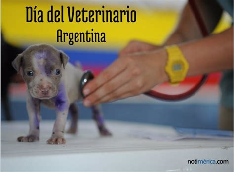 Miércoles, 28 de agosto de 201920:34 hs. 6 de agosto: Día del Veterinario en Argentina, ¿por qué se ...