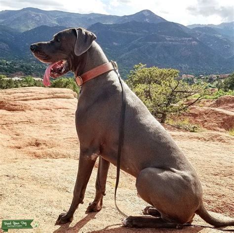 These gentle giants are charming, affectionate, and. Stud Dog - AKC Blue European Great Dane - Breed Your Dog