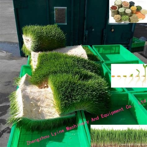 Hydroponic grass in a storage container. hydroponic barley grass sprout system barley grass growing ...