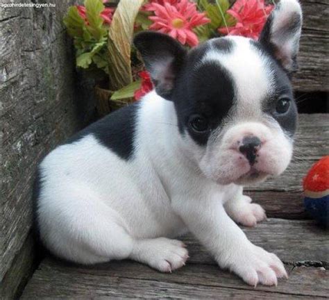 The breed is the result of a cross between toy bulldogs imported from england. Francia bulldog kölykök eladók. - Eladó Angol Bulldog ...