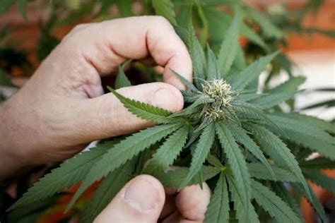 El senado de la república aprobó uso lúdico y el cultivo de la marihuana en méxico en lo general, por lo que aún hay materias pendientes hasta que se publique en el diario oficial de la federación. Aprueban en comisiones dictamen sobre uso lúdico de la marihuana