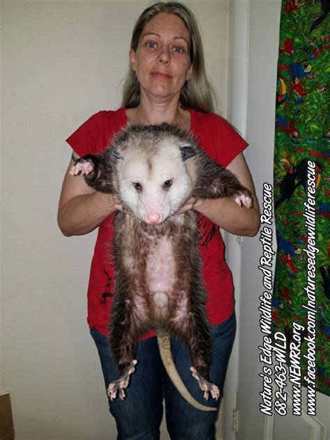 Unfortunately, sexual maturity has a lifetime impact on males. Imprinted Opossums - Nature's Edge Wildlife & Reptile ...