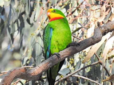 You can actually search by these animal and bird names to find what sanctuary in india you can find them via wildtrails of india app Pin by Em McClure on Australian Birds | Australian birds ...